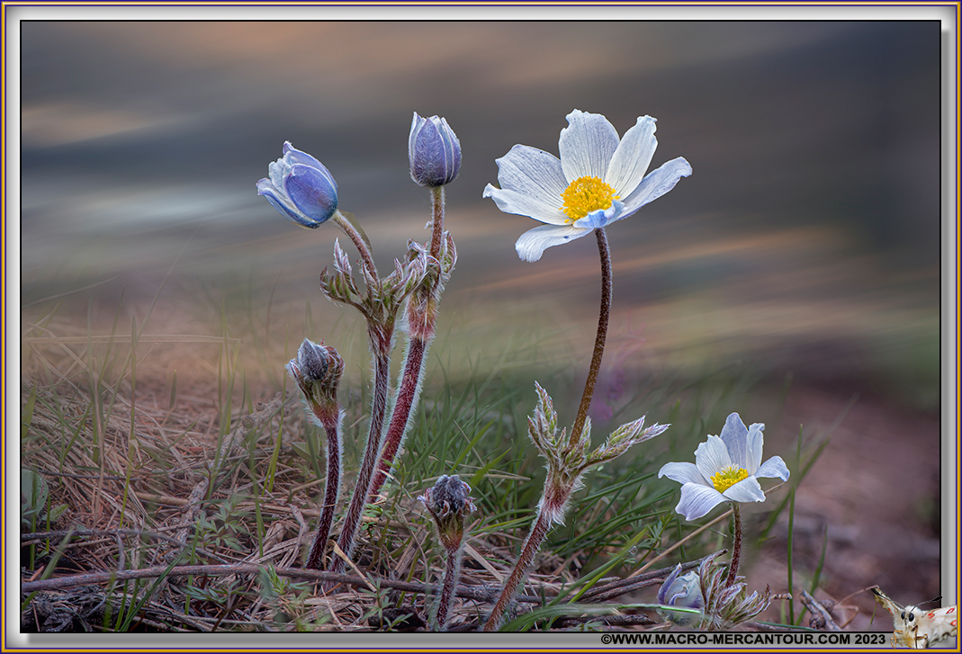ANEMONES